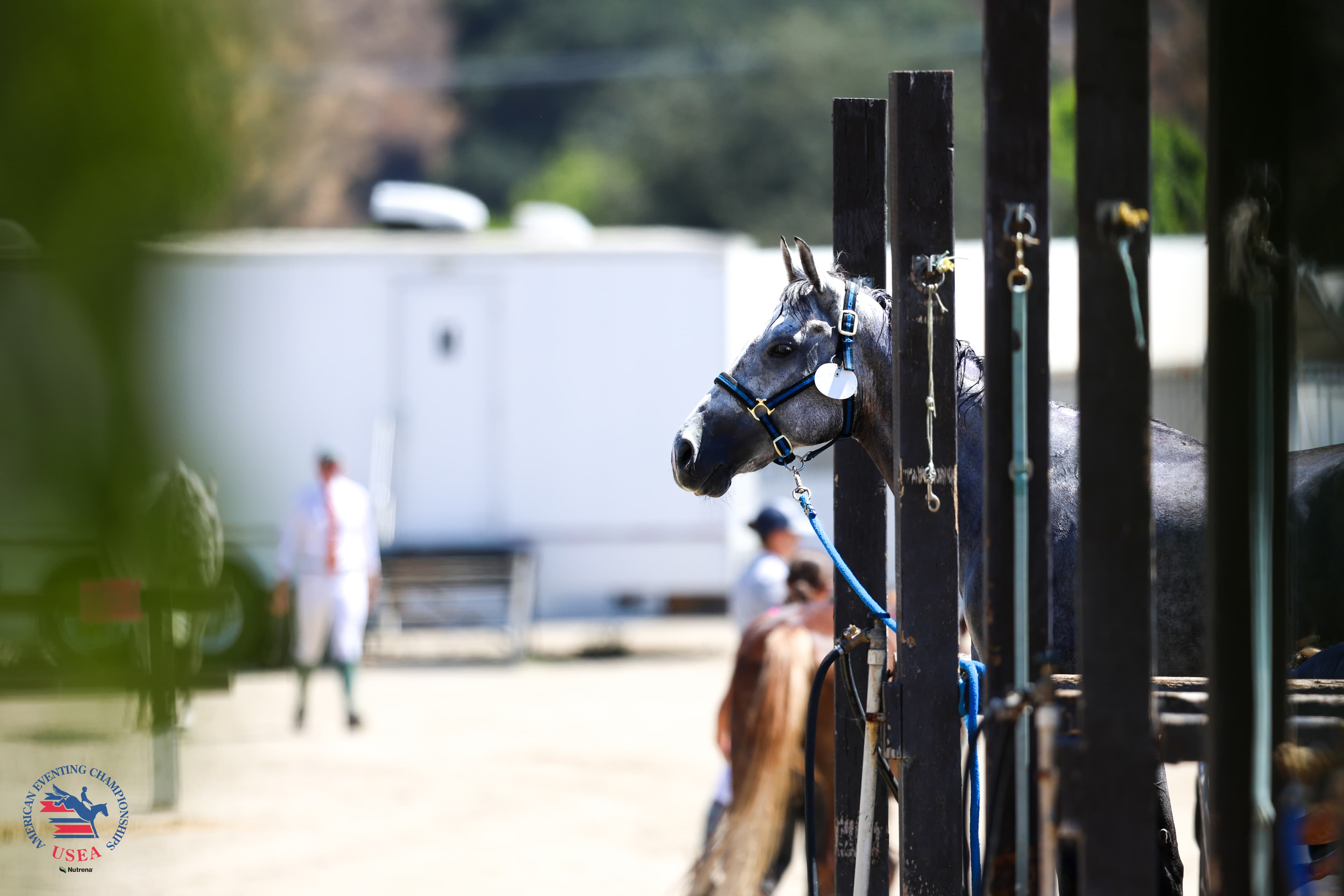 USEA/Cassidy Klein photo