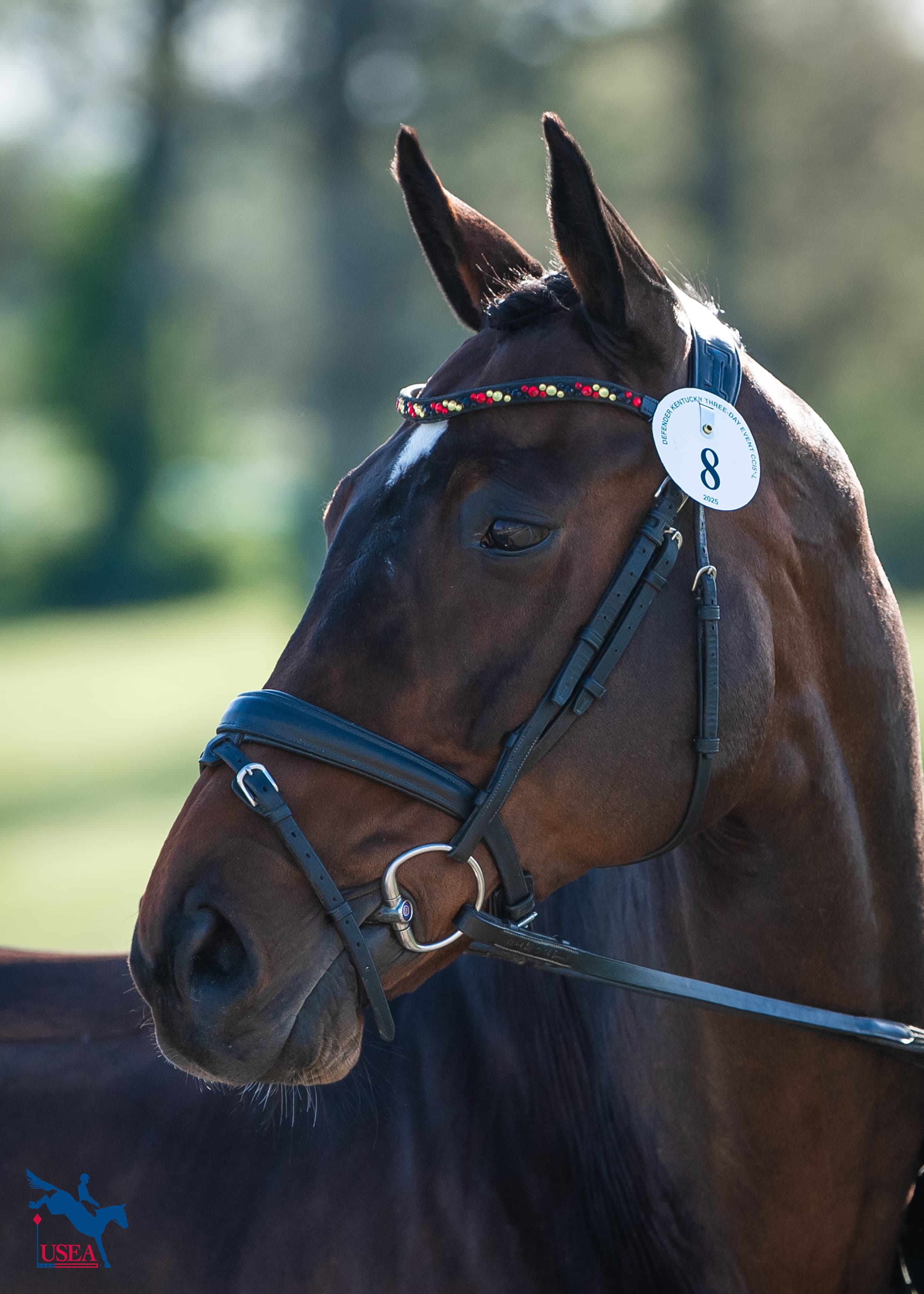 fischerChipmunk FRH. USEA/Lindsay Berreth photo